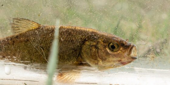 The Trump administration just proposed its first animal to be added to the endangered species list: a rare fish from Nevada that’s ‘barely clinging to existence’