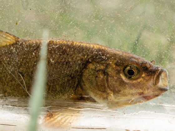 The Trump administration just proposed its first animal to be added to the endangered species list: a rare fish from Nevada that’s ‘barely clinging to existence’