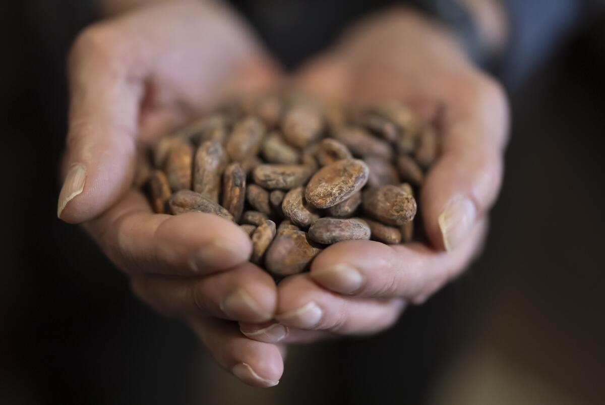 Burlingame, CA. May 3, 2025 - Guittard Chocolate CEO Gary Guittard holds Madagascar cacao beans 