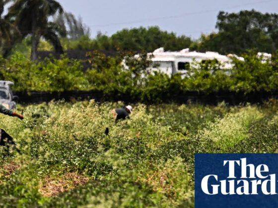 Trump has no plan for who will grow US food: ‘There is just flat out nobody to work’ | US immigration