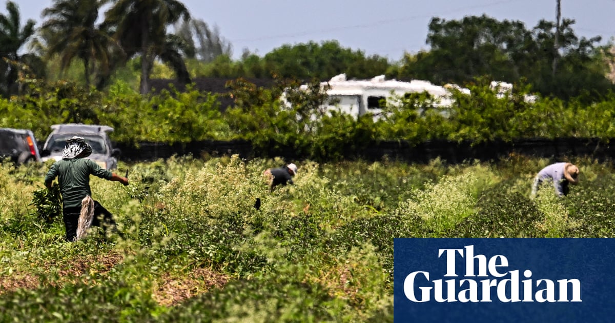 Trump has no plan for who will grow US food: ‘There is just flat out nobody to work’ | US immigration