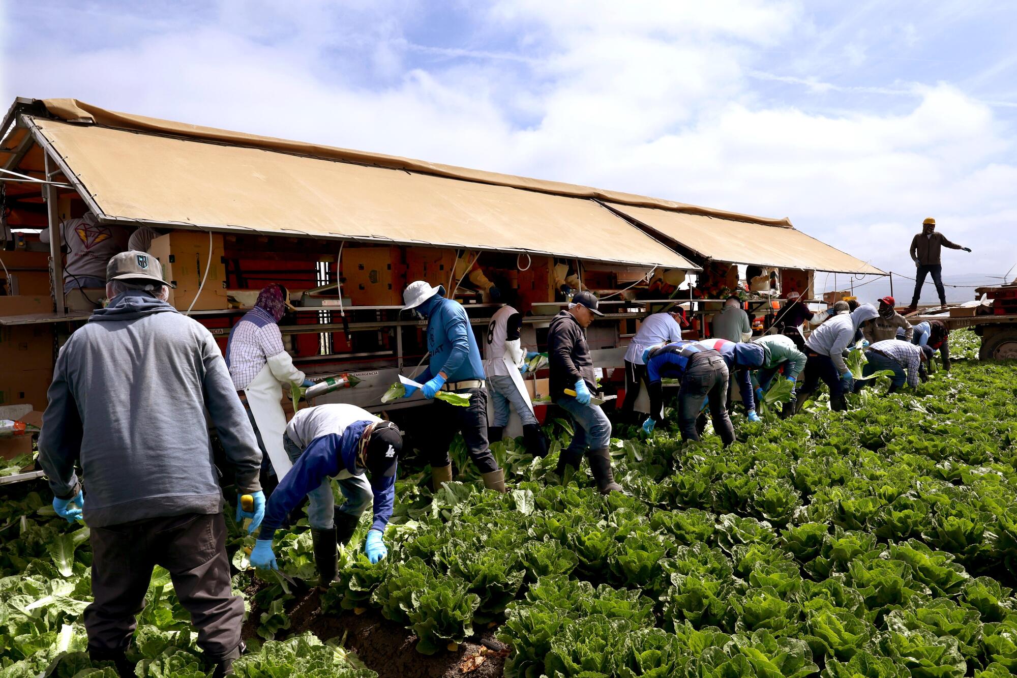 More than a dozen migrant workers harvest and bag romaine lettuce.