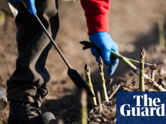 Farmers fear Trump trade winds could damage crops: ‘It’s unnerving’ | Farming
