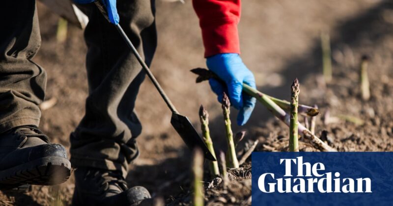 Farmers fear Trump trade winds could damage crops: ‘It’s unnerving’ | Farming