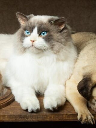 Inside Bischoff’s, the L.A. taxidermy company that preserves dead pets