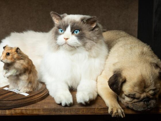 Inside Bischoff’s, the L.A. taxidermy company that preserves dead pets