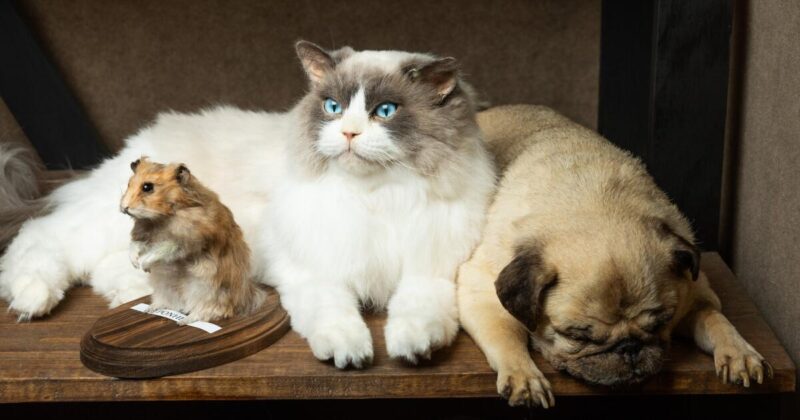 Inside Bischoff’s, the L.A. taxidermy company that preserves dead pets