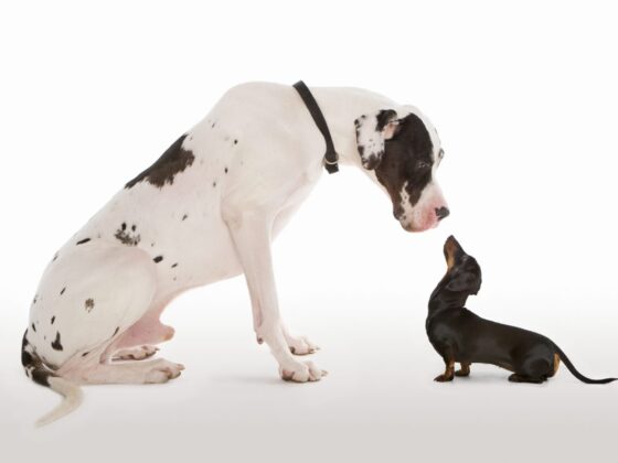 Small Caps vs. Large Caps: The Cycle That’s About to Turn