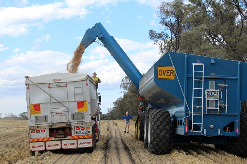 Weak Chinese demand leaves Australia with too much wheat