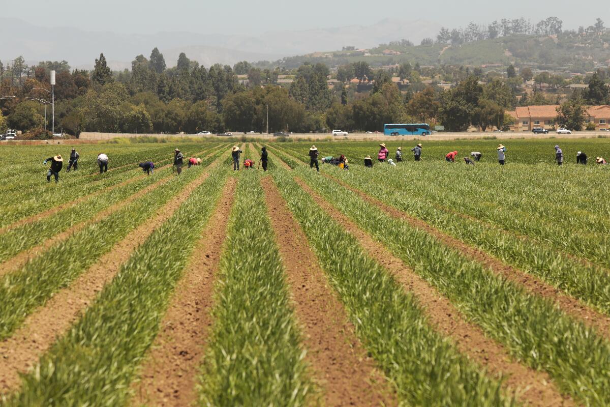 A group of farmworkers seen at a distance in a field