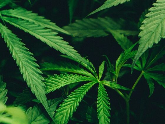 Thailand Reverses Course on Cannabis, Moves to Recriminalize Amid Political Fallout