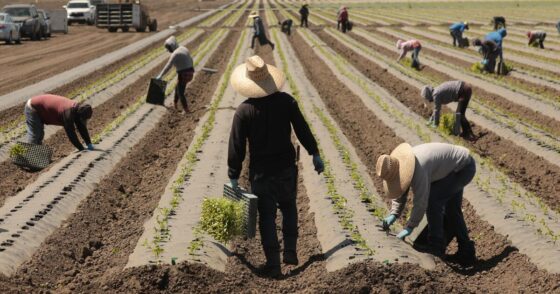As the summer harvest launches, uncertainty hangs over California fields