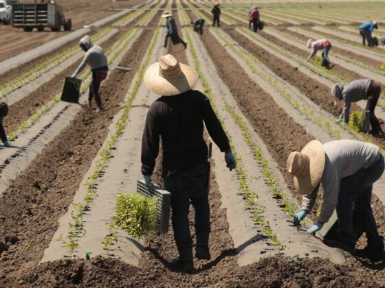 As the summer harvest launches, uncertainty hangs over California fields