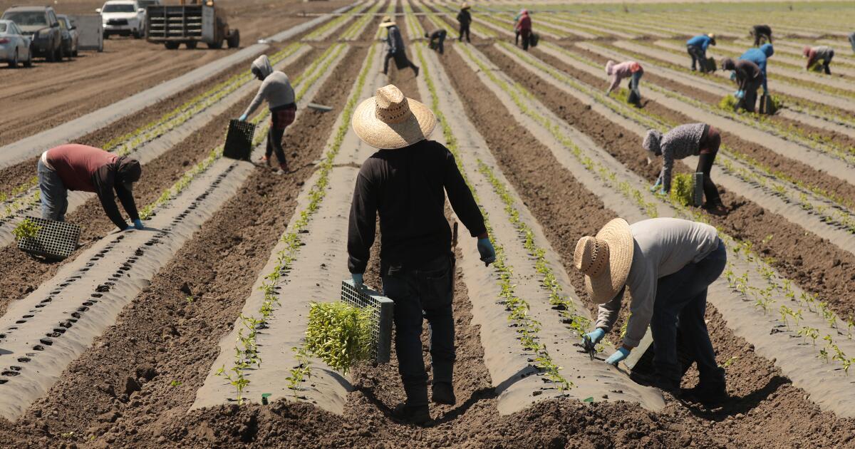 As the summer harvest launches, uncertainty hangs over California fields