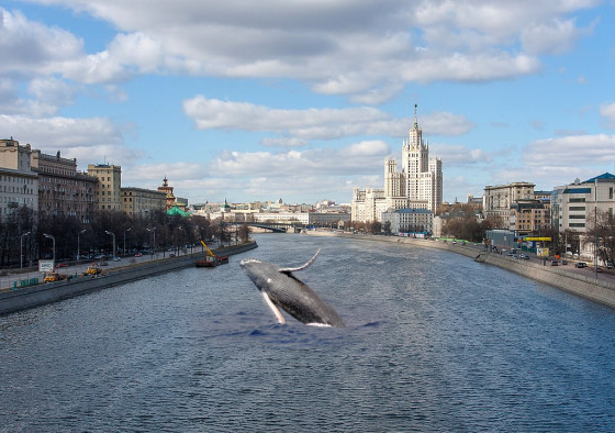 Whale-watching the stablecoin trade in ersatz roubles for sort-of dollars