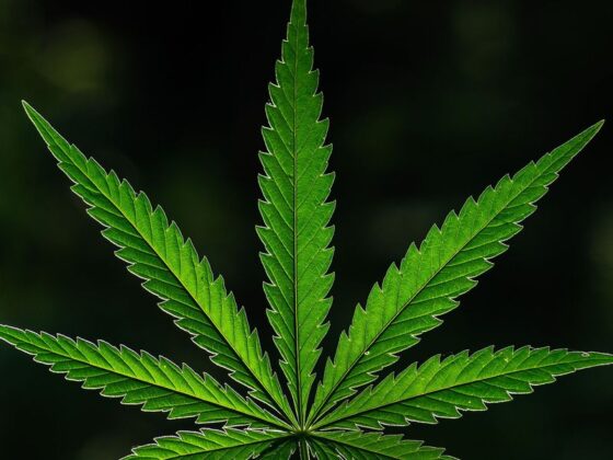 10 Biggest Cannabis Stocks in the US and Canada