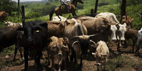 U.S. and Mexican are breeding sterile New World Screwworm flies to stop a flesh-eating parasite from spreading to Texas