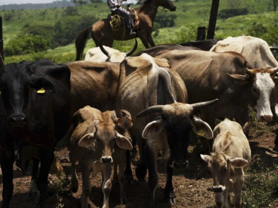 U.S. and Mexican are breeding sterile New World Screwworm flies to stop a flesh-eating parasite from spreading to Texas