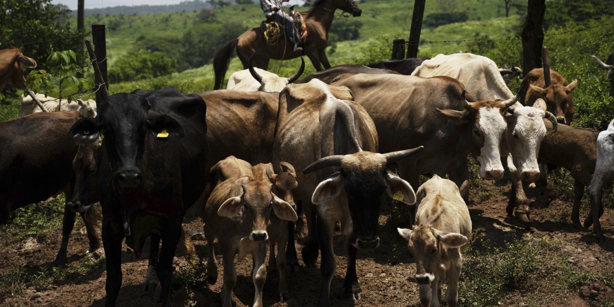 U.S. and Mexican are breeding sterile New World Screwworm flies to stop a flesh-eating parasite from spreading to Texas