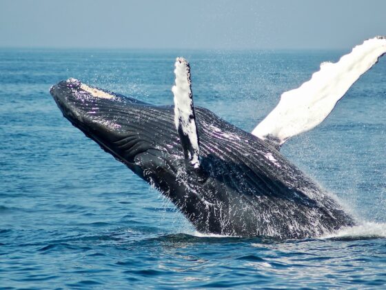 Crypto Whales Are Dumping Ethereum For Cardano — What’s Behind The Shift?