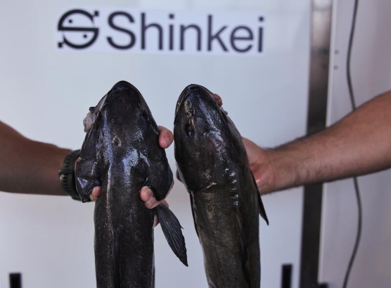 Black cod that were spiked and gilled by Poseidon.