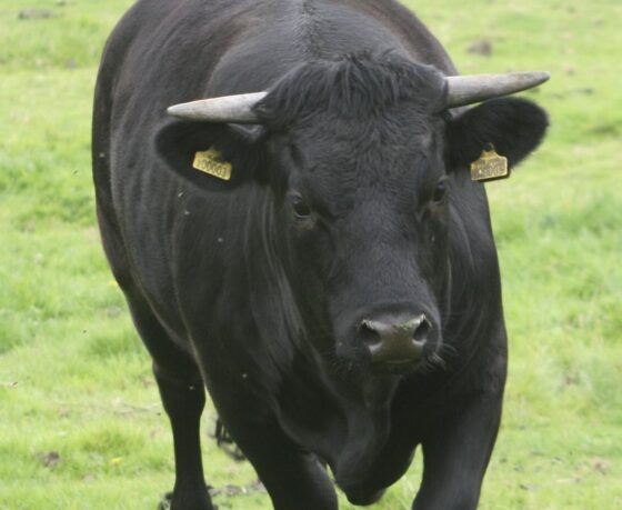 BTC Price on the Brink of New All-Time Highs as Macro Tailwinds Gather Strength