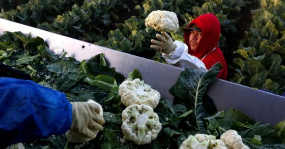 California farmers say Medicaid recipients, automation can’t replace immigrant workers