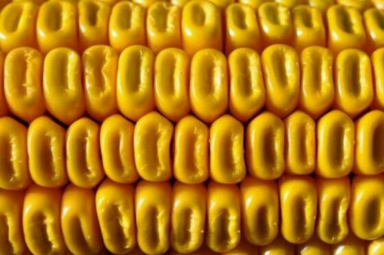 Corn Holds Higher into the Wednesday Close