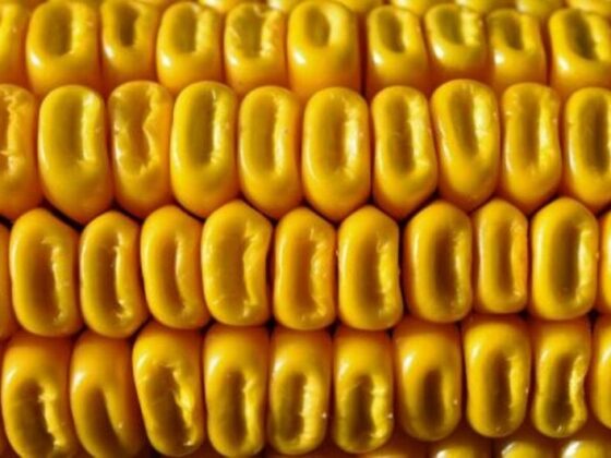 Corn Holds Higher into the Wednesday Close
