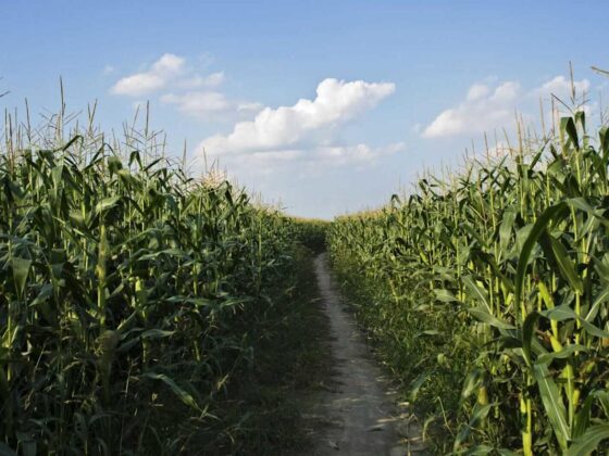 Corn Pullback Extends into Midday, well off of Lows