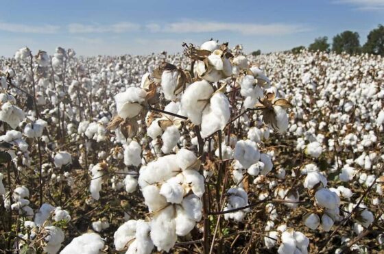 Cotton Bulls Make Strides on the week Despite Friday Pull Back