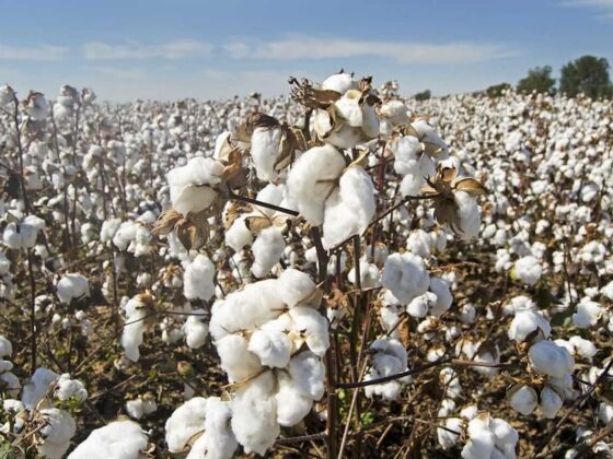 Cotton Bulls Make Strides on the week Despite Friday Pull Back