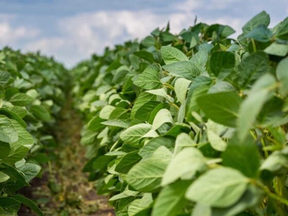 Crush the 2025 Soybean Market! Brazil’s Surge & Seasonal Downtrend Are Open Doors—Dive Into COT Data Today