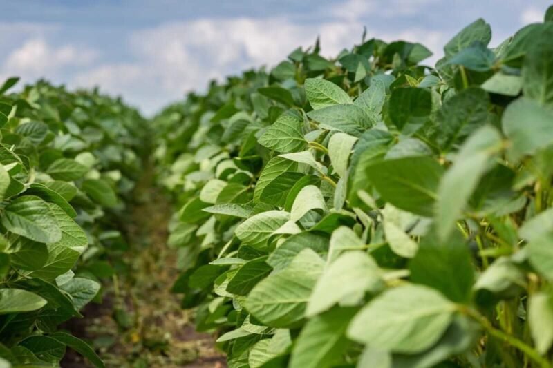 Crush the 2025 Soybean Market! Brazil’s Surge & Seasonal Downtrend Are Open Doors—Dive Into COT Data Today