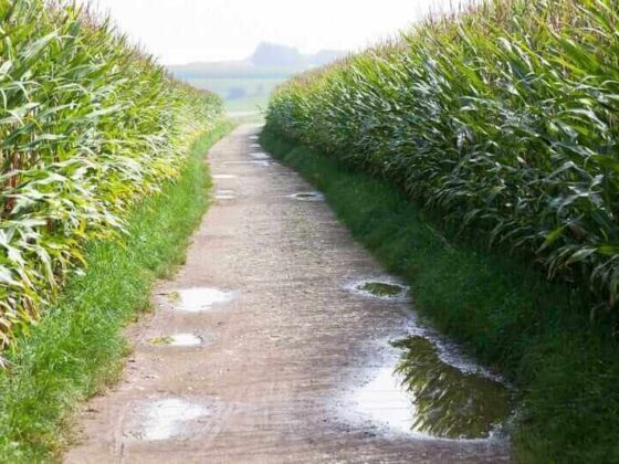 Does the 2025 Corn Crop Have a Pollination Problem?