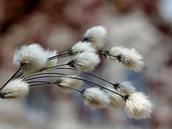 Famous Last Words? Cotton Not Doing Much