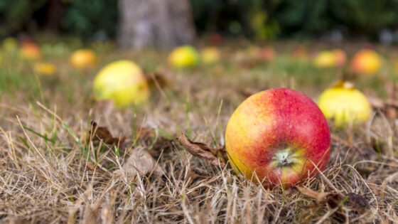 Generational Wealth: Does the Apple Fall Far From the Tree?