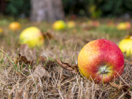 Generational Wealth: Does the Apple Fall Far From the Tree?