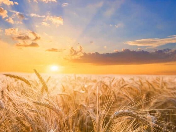 Monday Midday Price Quotes Mostly Lower for Wheat