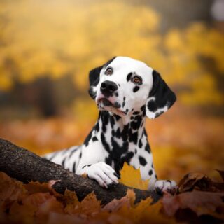 Ready-made stem cell therapies for pets could be coming