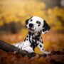 Ready-made stem cell therapies for pets could be coming