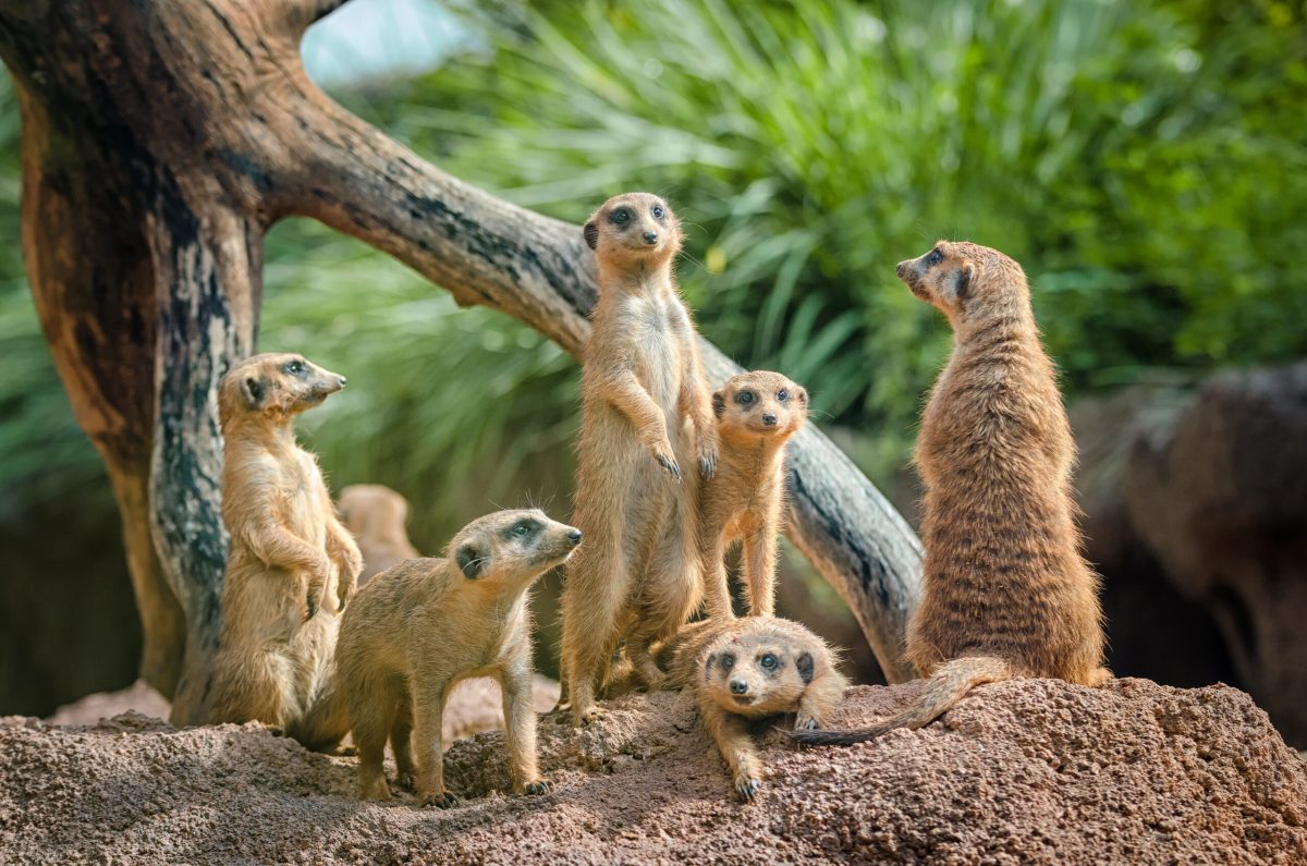 Revisiting the Factor Zoo: How Time Horizon Impacts the Efficacy of Investment Factors