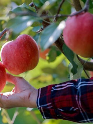 T&G Global mulls options with main investor eyeing sale