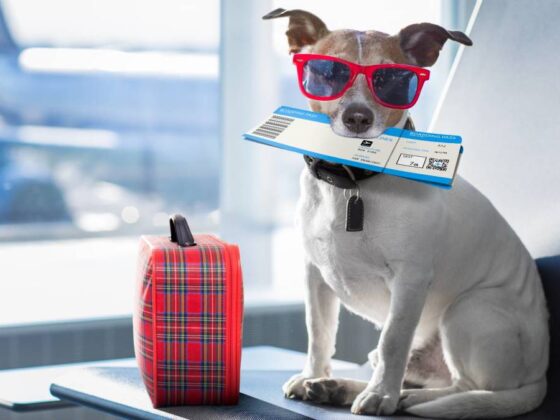 TSA issues stark warning about transporting these in underwear