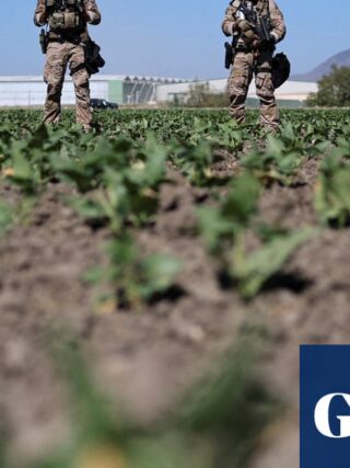 US farm workers on Ice raids in the fields: ‘hunted like animals’ | US immigration