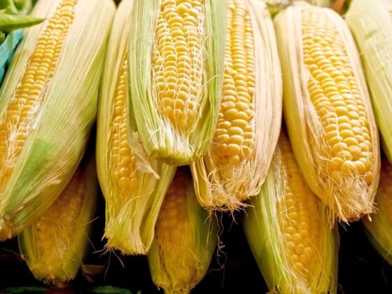 What to Watch in Grain Futures This Week