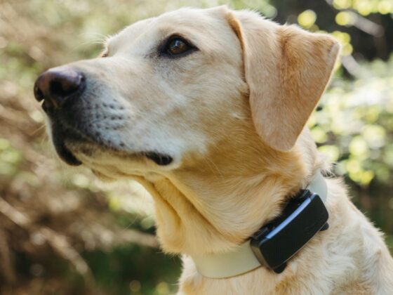 Your Whistle pet tracker will stop working next month