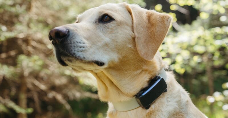 Your Whistle pet tracker will stop working next month