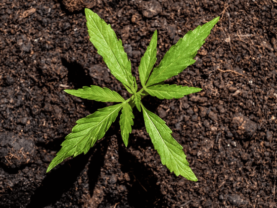 US Cannabis Investing: An Overview