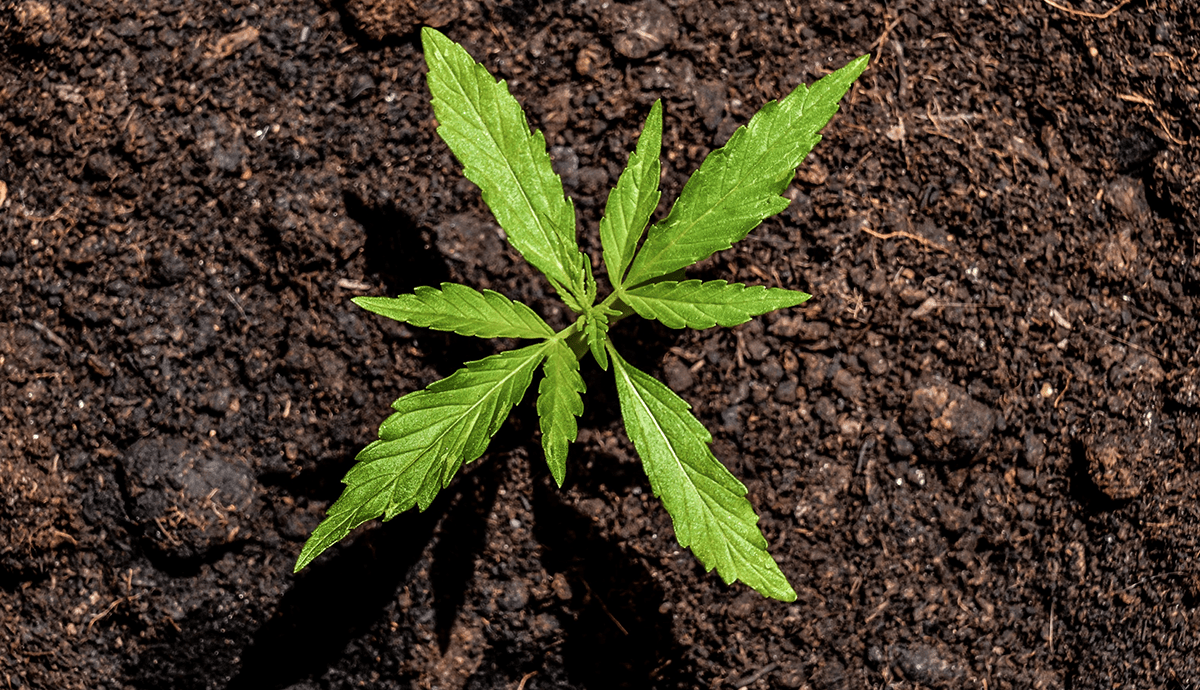 US Cannabis Investing: An Overview